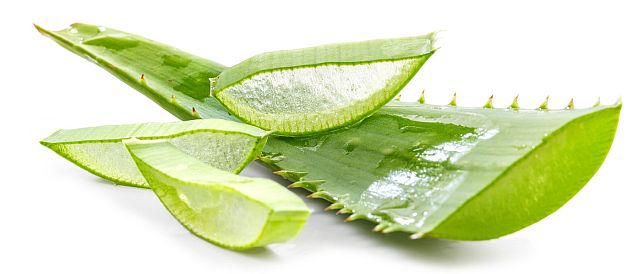 aloe vera