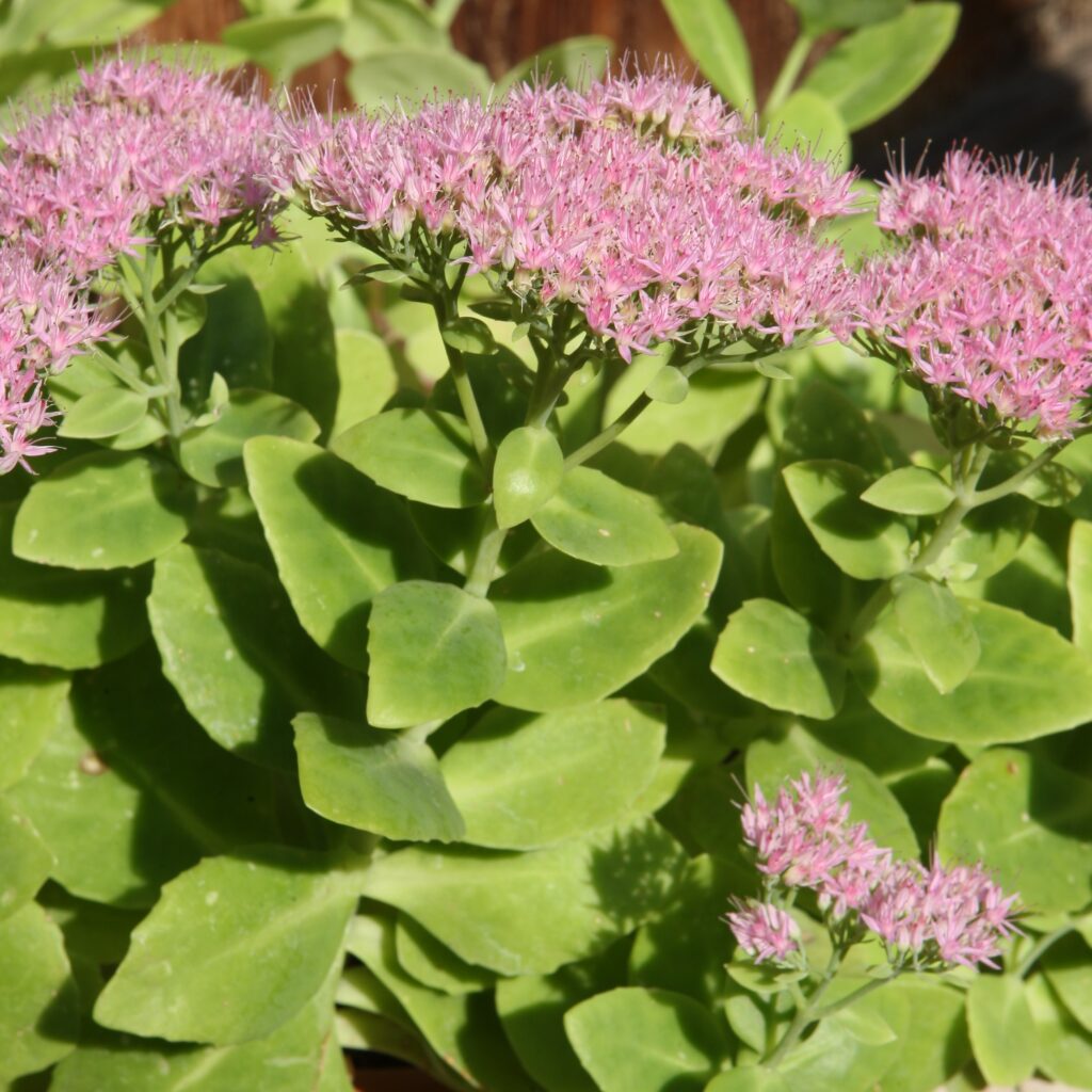 erbadellamadonna